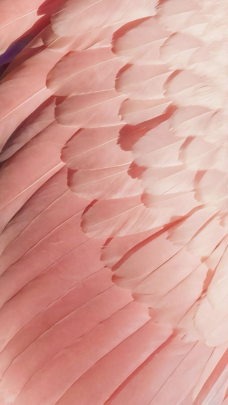 The Origin of the Pink Egret